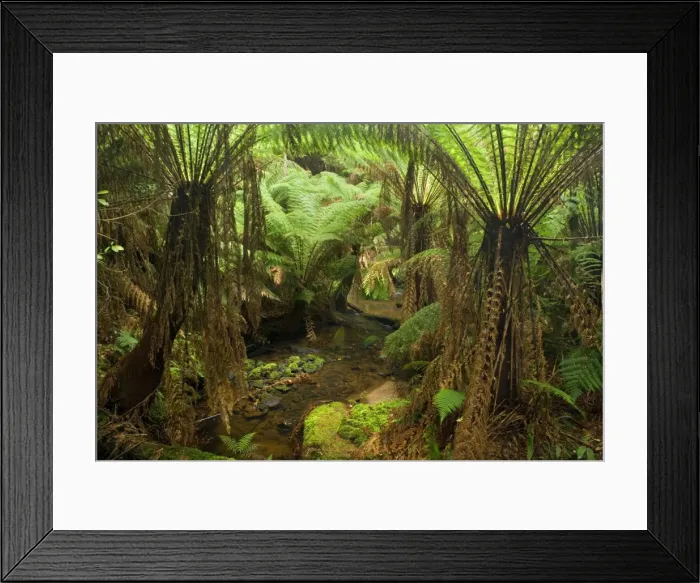 Framed Print : Temperate rainforest - brook flows through a gully with lots of treefern in a lush temperate rainforest - Melba Gully State Park, Otways, Great Ocean Road, Victoria, Australia Framed Print : Temperate rainforest - brook flows through a gully with lots of treefern in a lush temperate rainforest - Melba Gully State Park, Otways, Great Ocean Road, Victoria, Australia