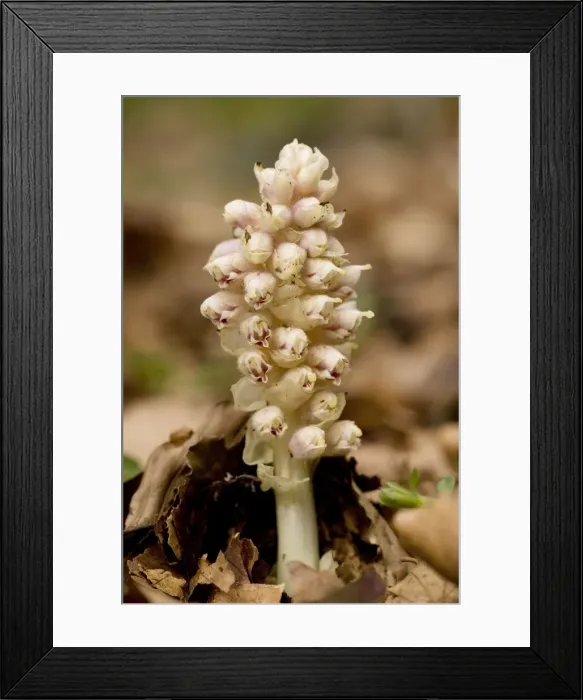 Framed Print : Toothwort (Lathraea squamaria), parasitic on hazel and maple. Uncommon in UK Framed Print : Toothwort (Lathraea squamaria), parasitic on hazel and maple. Uncommon in UK