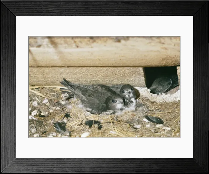 Framed Print : Swift - young at nest Framed Print : Swift - young at nest