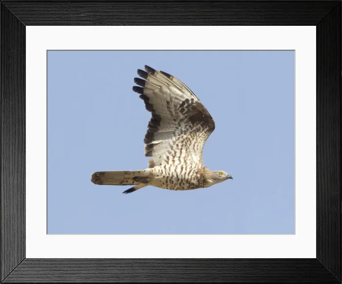 Framed Print : European Honey Buzzard - adult male in flight - on migration across the straits of Gibralter to Africa - September Framed Print : European Honey Buzzard - adult male in flight - on migration across the straits of Gibralter to Africa - September