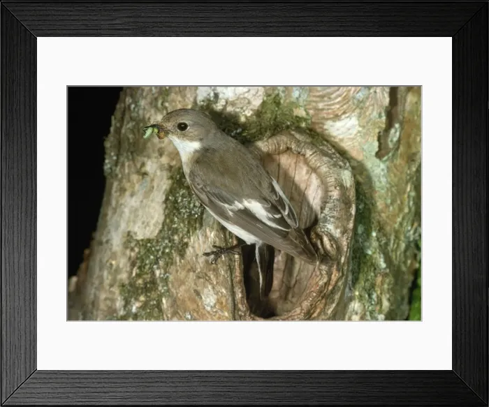 Framed Print : Pied Flycatcher - with food in beak