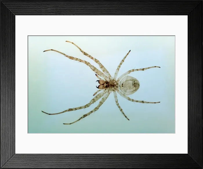 Framed Print : Spider. Microscope preparation of eyes and fangs Framed Print : Spider. Microscope preparation of eyes and fangs