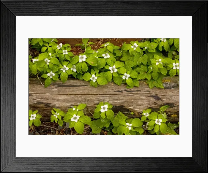 Framed Print : Bunchberry / Western Bunchberry (Cornus unalaschkensis), previously included in Cornus canadensis; covered with raindrops. Cascade Mountains, Oregon Framed Print : Bunchberry / Western Bunchberry (Cornus unalaschkensis), previously included in Cornus canadensis; covered with raindrops. Cascade Mountains, Oregon