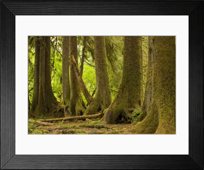 Framed Print : Line of conifers that have grown on a fallen nurse tree in temperate rain forest, Hoh, Olympic National Park. Washington Framed Print : Line of conifers that have grown on a fallen nurse tree in temperate rain forest, Hoh, Olympic National Park. Washington