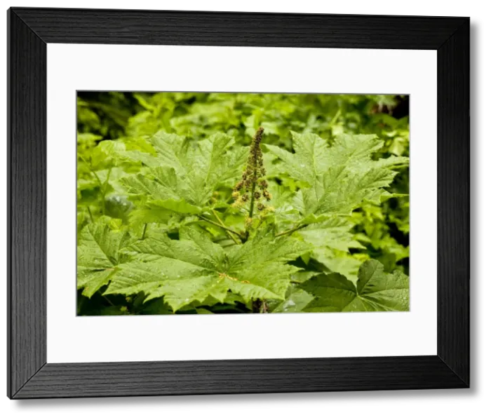 Framed Print : Devil's Club (Oplopanax horridus) in flower; medicinally-active plant. Oregon Framed Print : Devil's Club (Oplopanax horridus) in flower; medicinally-active plant. Oregon