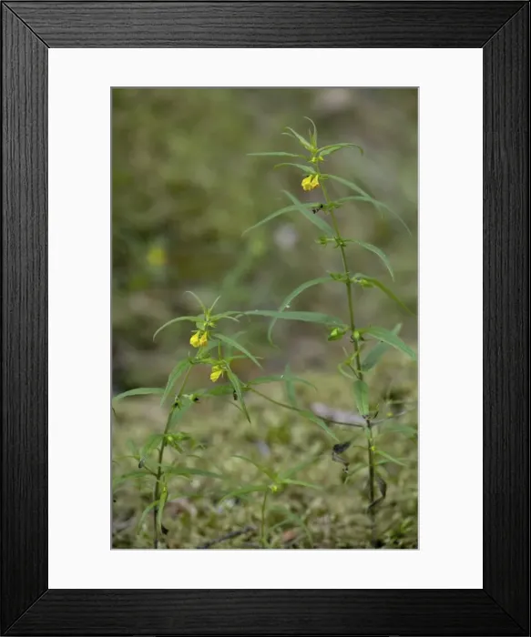 Framed Print : Small cow-wheat (Melampyrum sylvaticum); very rare in UK Framed Print : Small cow-wheat (Melampyrum sylvaticum); very rare in UK