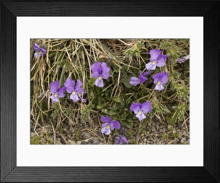 Framed Print : Mount Etna Violet (pansy), Viola aetnensis. On Mt. Etna, Sicily