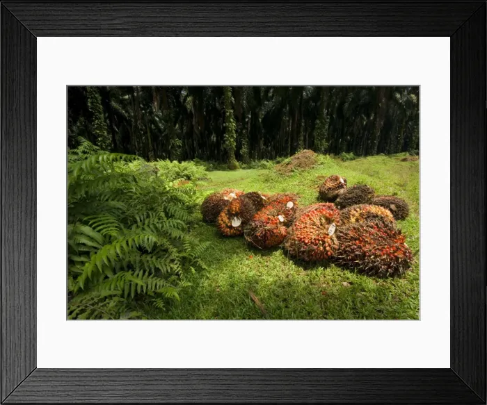 Framed Print : African oil palm plantation - already harvested oil palm fruits lay one the ground ready for the haul into an oil mill to produce the precious palm oil Framed Print : African oil palm plantation - already harvested oil palm fruits lay one the ground ready for the haul into an oil mill to produce the precious palm oil