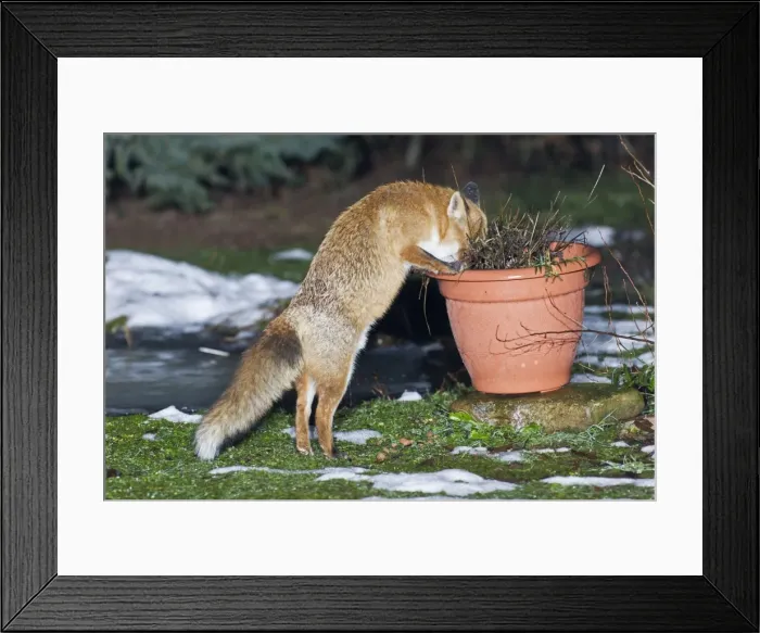 Framed Print : European Fox - searching for food in garden plant pot - Lower Saxony - Germany Framed Print : European Fox - searching for food in garden plant pot - Lower Saxony - Germany