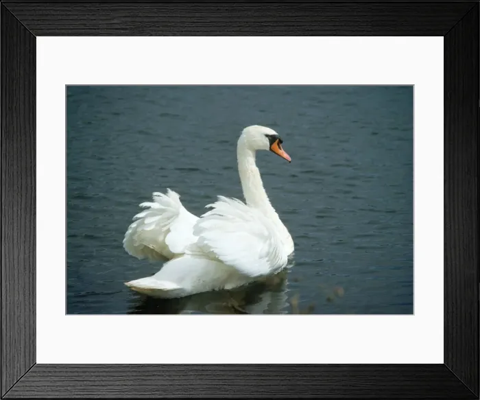 Framed Print : Mute Swan - male in aggressive display Framed Print : Mute Swan - male in aggressive display