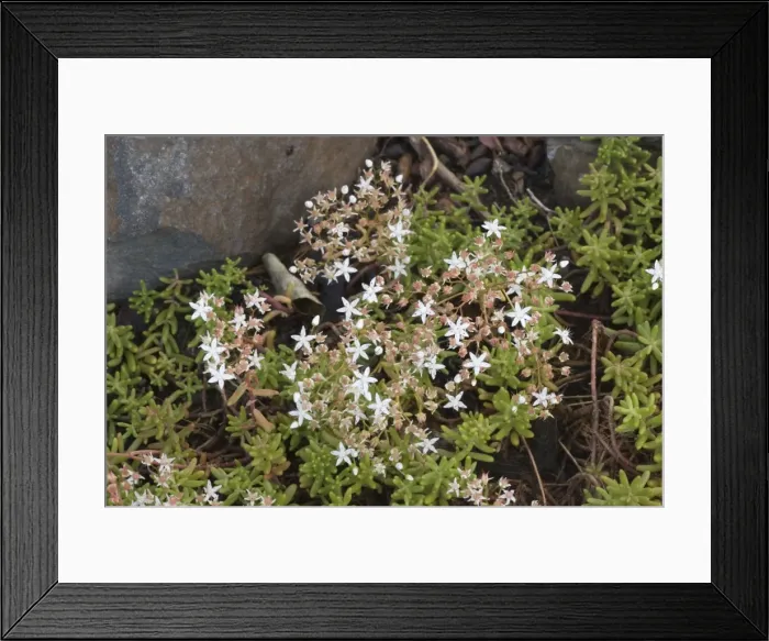 Framed Print : White stonecrop (Sedum album); widespread in Europe Framed Print : White stonecrop (Sedum album); widespread in Europe