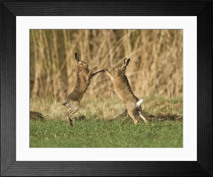 Framed Print : Brown Hares - boxing in field - Oxon - UK - February Framed Print : Brown Hares - boxing in field - Oxon - UK - February