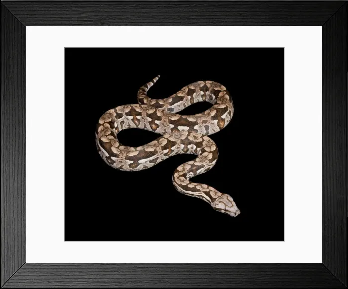 Framed Print : Dumeril's Boa - Madagascar Framed Print : Dumeril's Boa - Madagascar