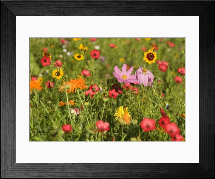 Framed Print : Summer flower mix - colourful summer flower mix of cosmea, scarlet flax, marigold and tagetes - Baden-Wuerttemberg, Germany Framed Print : Summer flower mix - colourful summer flower mix of cosmea, scarlet flax, marigold and tagetes - Baden-Wuerttemberg, Germany