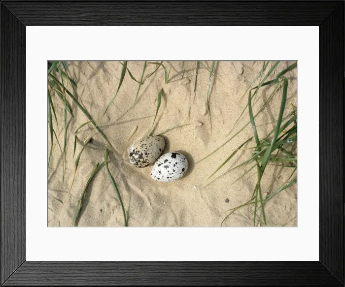 Framed Print : Sandwich Tern - eggs - Norfolk UK Framed Print : Sandwich Tern - eggs - Norfolk UK
