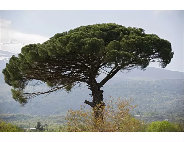 Umbrella Pine (Pinus pinea) in Sicilian landscape, on the slopes of Mount Etna. Source of edible pine nuts. Sicily