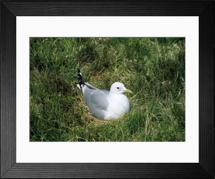 Framed Print : Common Gull - incubating - Scotland Framed Print : Common Gull - incubating - Scotland