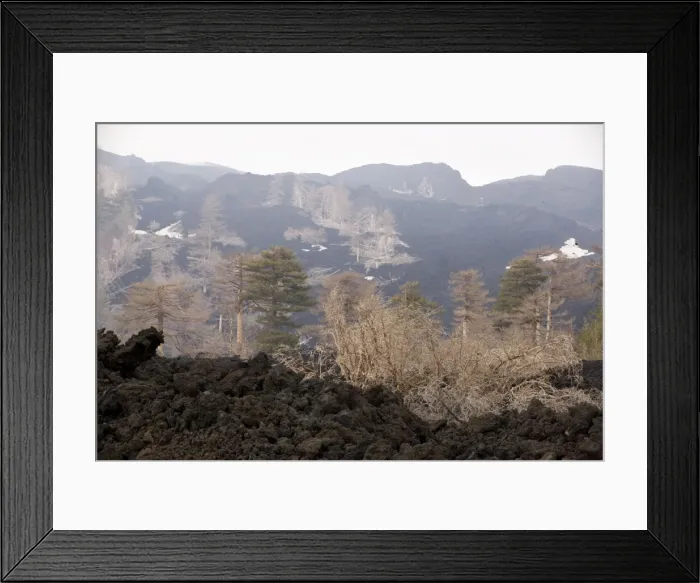 Framed Print : Black Pine (Pinus nigra ssp. laricio) woods devastated by recent lava flows on the slopes of Mount Etna, Sicily; April 2006 Framed Print : Black Pine (Pinus nigra ssp. laricio) woods devastated by recent lava flows on the slopes of Mount Etna, Sicily; April 2006