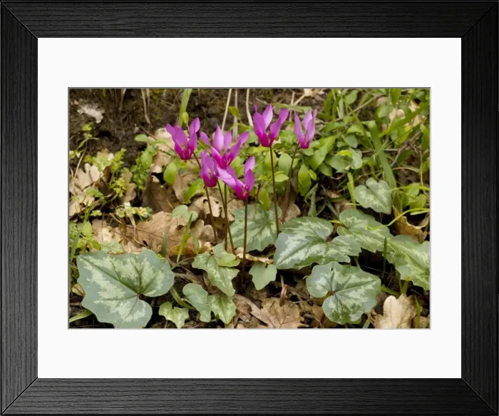 Framed Print : A cyclamen, Cyclamen repandum, Sicily