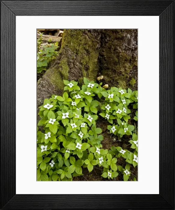 Framed Print : Bunchberry / Western Bunchberry (Cornus unalaschkensis), previously included in Cornus canadensis. Cascade Mountains, Oregon Framed Print : Bunchberry / Western Bunchberry (Cornus unalaschkensis), previously included in Cornus canadensis. Cascade Mountains, Oregon