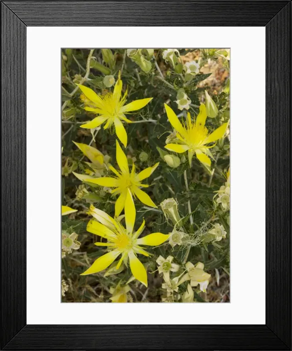 Framed Print : Smooth-stemmed Mentzelia / Blazing Star (Mentzelia laevicaulis), nrth California Framed Print : Smooth-stemmed Mentzelia / Blazing Star (Mentzelia laevicaulis), nrth California