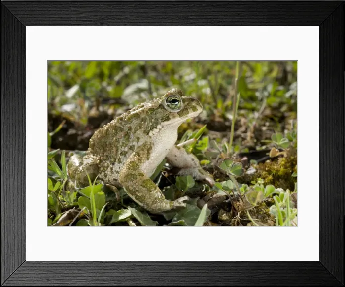 Framed Print : Green Toad - male - Italy Framed Print : Green Toad - male - Italy