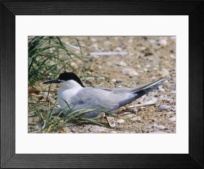 Framed Print : Sandwich Tern - at nest Framed Print : Sandwich Tern - at nest