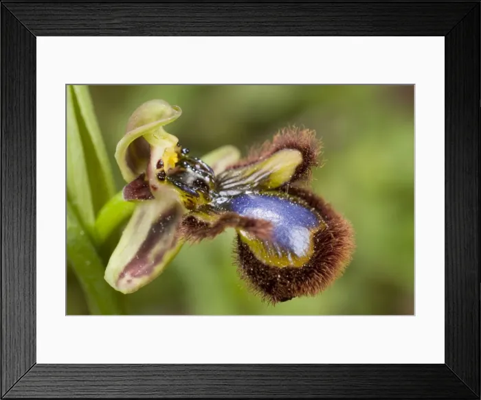 Framed Print : Mirror Orchid - close up - Spain Framed Print : Mirror Orchid - close up - Spain