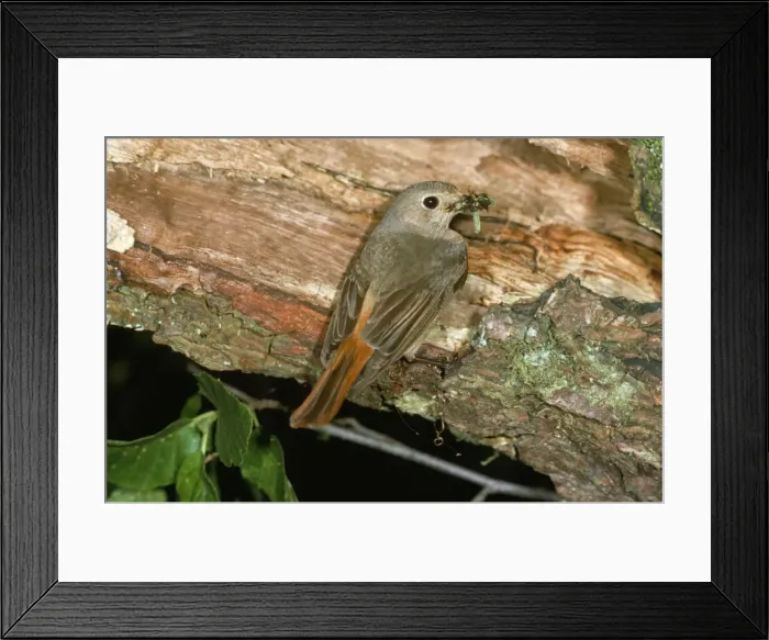 Framed Print : Redstart - female with food in beak Framed Print : Redstart - female with food in beak