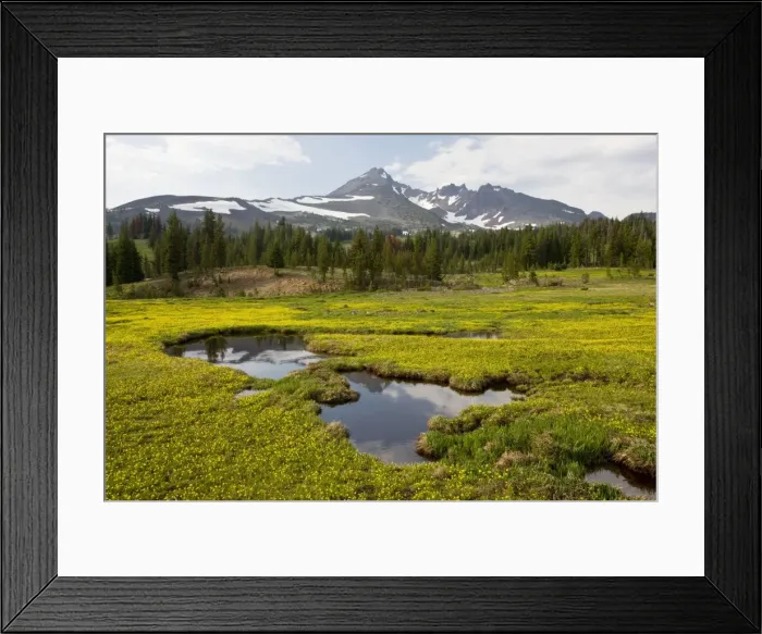 Framed Print : Mountain Meadow dominated by Gorman's Buttercup (Ranunculus gormanii), with Broketop Mountain beyond; near Sisters, Cascade Mountains, Oregon Framed Print : Mountain Meadow dominated by Gorman's Buttercup (Ranunculus gormanii), with Broketop Mountain beyond; near Sisters, Cascade Mountains, Oregon