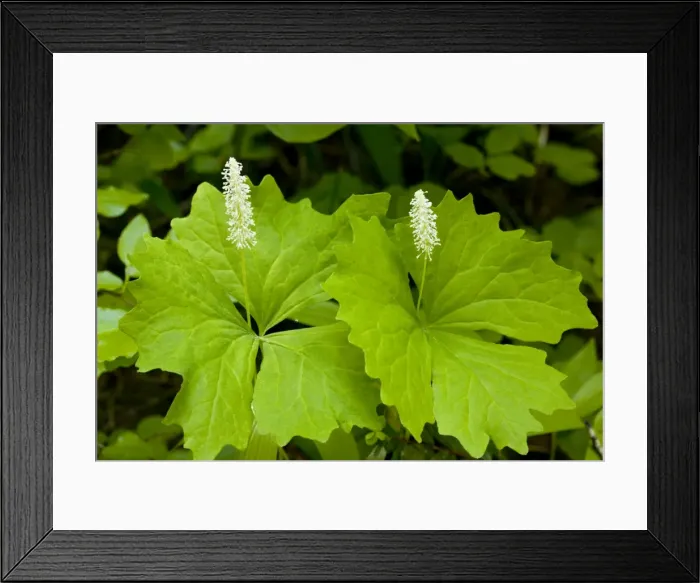 Framed Print : Vanilla Leaf - dried leaves smell of vanilla. Oregon Framed Print : Vanilla Leaf - dried leaves smell of vanilla. Oregon