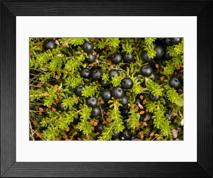 Framed Print : Hermaphrodite form of crowberry (Empetrum hermaphroditum = E. nigrum ssp. hermaphroditum) in fruit. Scotland Framed Print : Hermaphrodite form of crowberry (Empetrum hermaphroditum = E. nigrum ssp. hermaphroditum) in fruit. Scotland