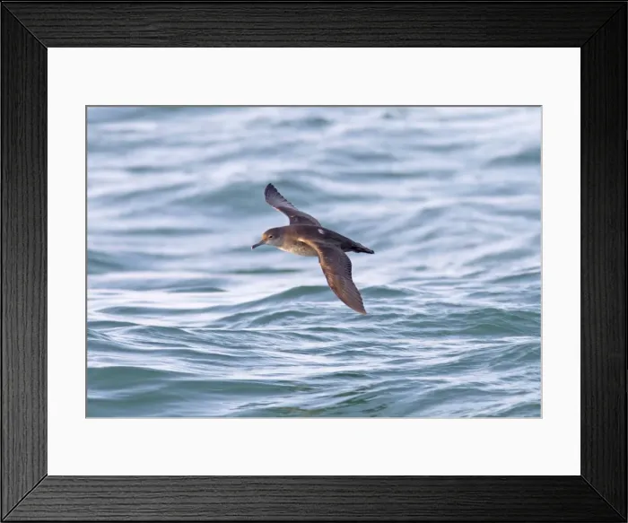 Framed Print : Balearic Shearwater - in flight over the sea - Dorset UK - July Framed Print : Balearic Shearwater - in flight over the sea - Dorset UK - July