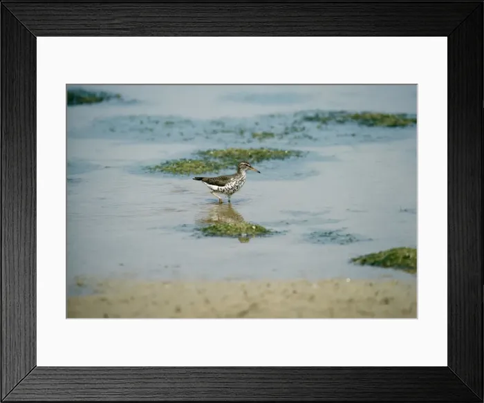 Framed Print : Spotted Sandpiper - Michigan - USA Framed Print : Spotted Sandpiper - Michigan - USA