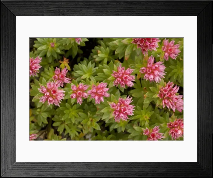 Framed Print : A stonecrop (Sedum anacampseros) Pyrenees Framed Print : A stonecrop (Sedum anacampseros) Pyrenees