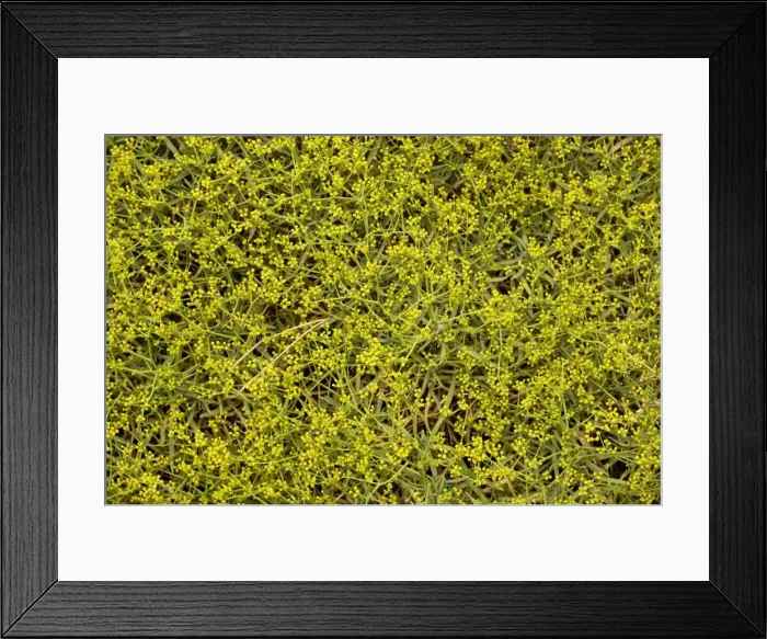 Framed Print : Spiny hare's ear (Bupleurum spinosum). Spain Framed Print : Spiny hare's ear (Bupleurum spinosum). Spain