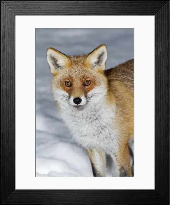 Framed Print : European Fox - portrait - in snow covered garden - Lower Saxony - Germany Framed Print : European Fox - portrait - in snow covered garden - Lower Saxony - Germany