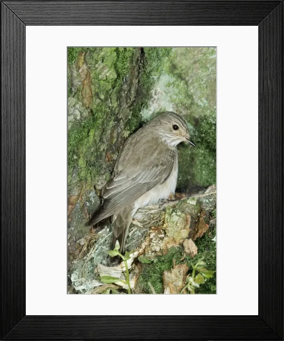 Framed Print : Spotted Flycatcher - at nest Framed Print : Spotted Flycatcher - at nest