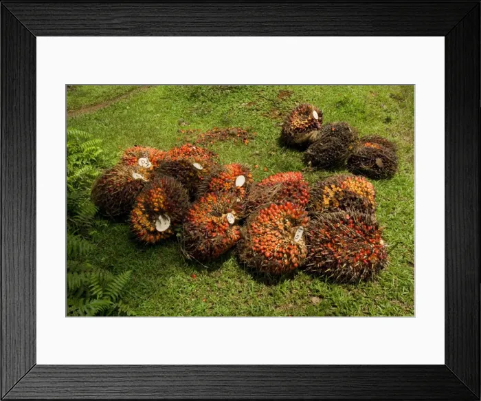 Framed Print : African oil palm plantation - already harvested oil palm fruits lay one the ground ready for the haul into an oil mill to produce the precious palm oil Framed Print : African oil palm plantation - already harvested oil palm fruits lay one the ground ready for the haul into an oil mill to produce the precious palm oil