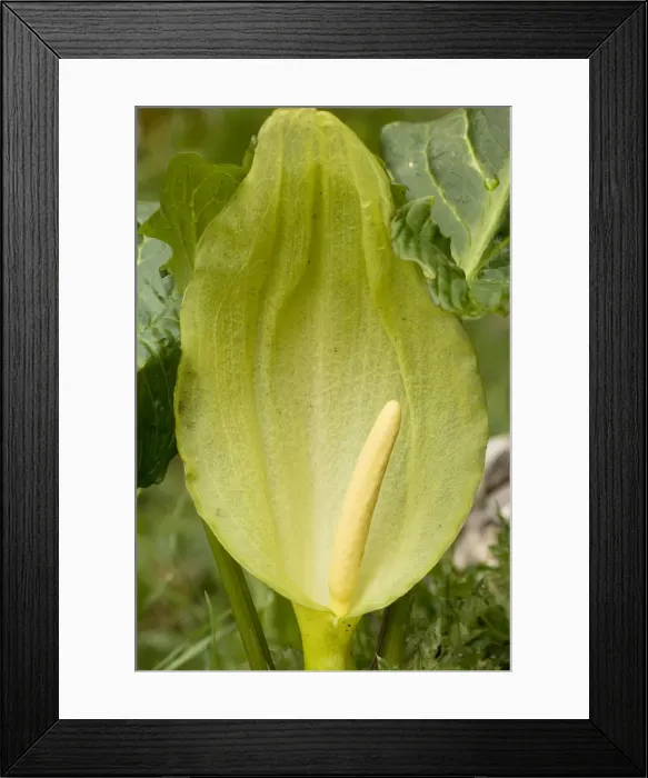 Framed Print : Large or Italian Lord's and Ladies (Arum italicum); uncommon plant in UK Framed Print : Large or Italian Lord's and Ladies (Arum italicum); uncommon plant in UK