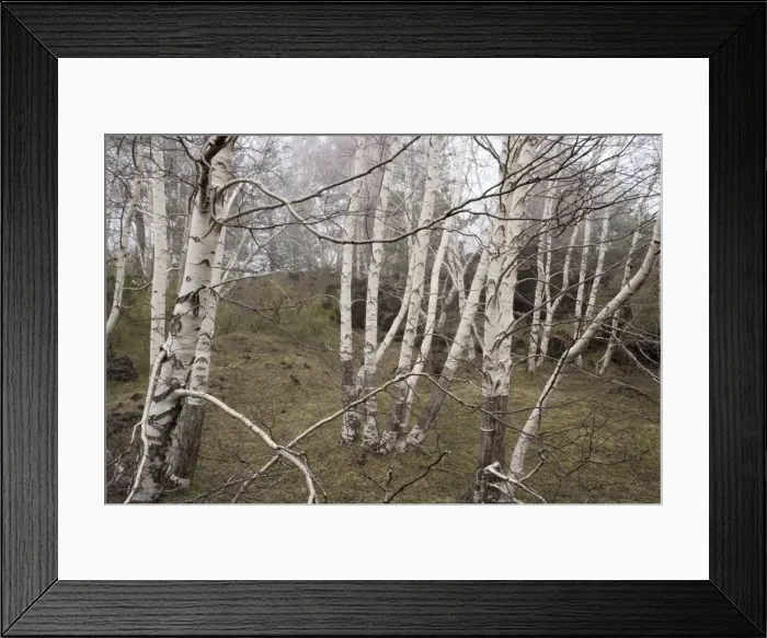 Framed Print : Grove of Mt. Etna birches (Betula aetnensis) on Mt. Etna, Sicily Framed Print : Grove of Mt. Etna birches (Betula aetnensis) on Mt. Etna, Sicily