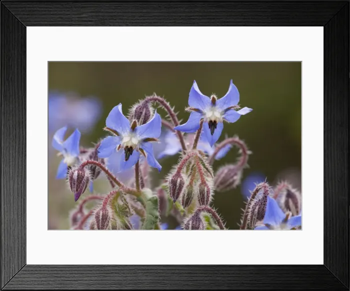 Framed Print : Borage (Borago officinalis) in flower. South European species, naturalised in UK Framed Print : Borage (Borago officinalis) in flower. South European species, naturalised in UK