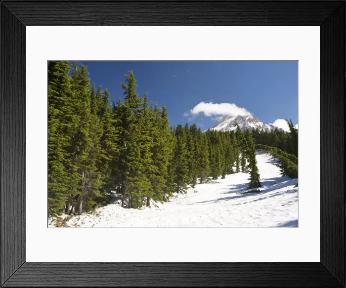 Framed Print : Mountain Hemlock forest (Tsuga mertensiana) under heavy snow at 6-7000 ft on Mount Hood, Oregon Framed Print : Mountain Hemlock forest (Tsuga mertensiana) under heavy snow at 6-7000 ft on Mount Hood, Oregon