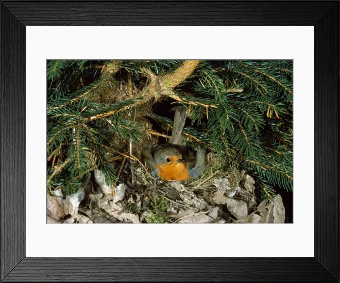 Framed Print : Robin - adult brooding at nest Framed Print : Robin - adult brooding at nest