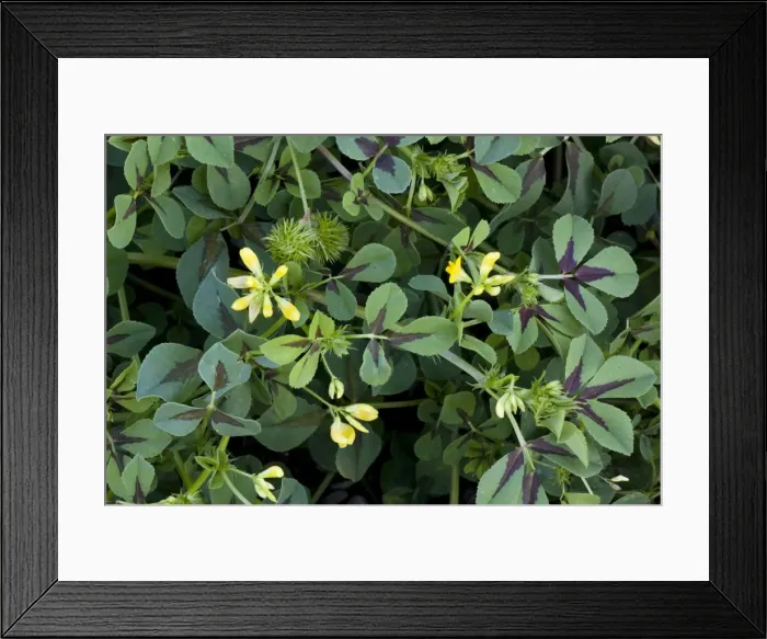 Framed Print : A medick (Medicago intertexta) showing flowers and fruit, from south Europe Framed Print : A medick (Medicago intertexta) showing flowers and fruit, from south Europe