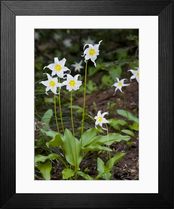 Framed Print : White Avalanche Lily (Erythronium montanum), Cascade Mountains, Oregon Framed Print : White Avalanche Lily (Erythronium montanum), Cascade Mountains, Oregon