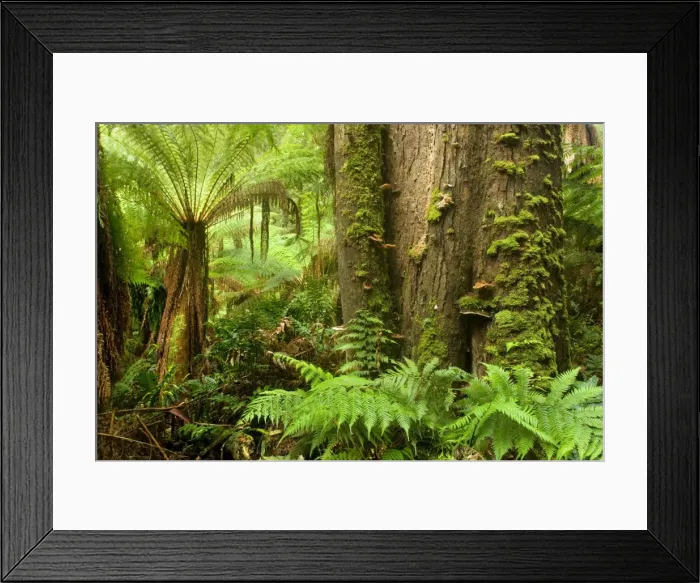 Framed Print : Temperate rainforest - lush temperate rainforest with Myrtle Beeches and lots of treefern, ground-growing fern and fungi - Mait's Rest, Great Otways National Park, Great Ocean Road, Victoria, Australia Framed Print : Temperate rainforest - lush temperate rainforest with Myrtle Beeches and lots of treefern, ground-growing fern and fungi - Mait's Rest, Great Otways National Park, Great Ocean Road, Victoria, Australia