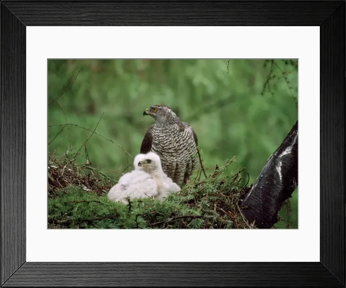Framed Print : Goshawk - adult at nest with young Framed Print : Goshawk - adult at nest with young