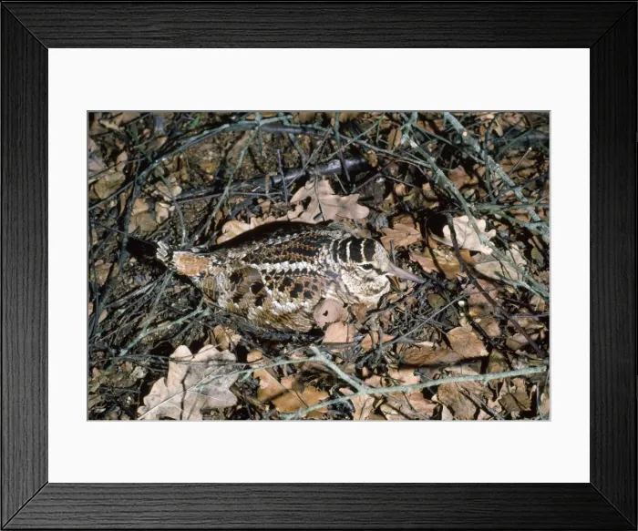 Framed Print : Woodcock - incubating eggs on nest - Yorkshire UK Framed Print : Woodcock - incubating eggs on nest - Yorkshire UK
