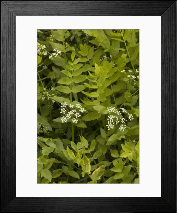 Framed Print : Lesser water parsnip (Berula erecta), in River Stour, Dorset Framed Print : Lesser water parsnip (Berula erecta), in River Stour, Dorset